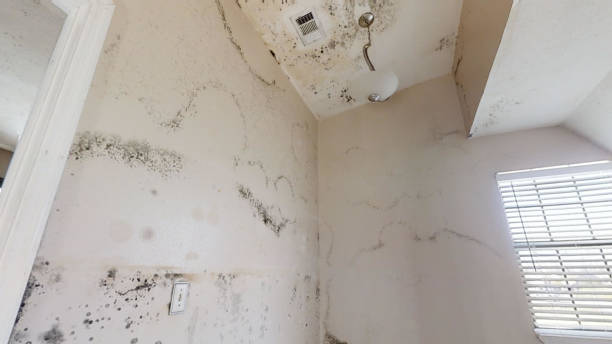 Best Commercial Mold Inspection  in Troutdale, OR