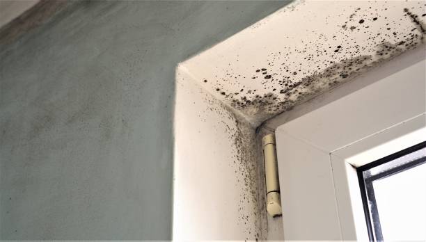 Best Environmental Consulting for Mold Prevention  in Troutdale, OR