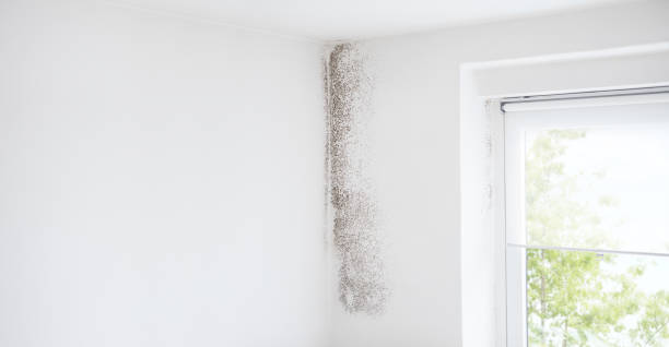 Mold Remediation for Rental Properties in Troutdale, OR