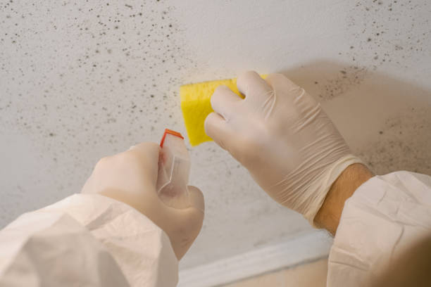 Best Post-Remediation Verification Testing  in Troutdale, OR