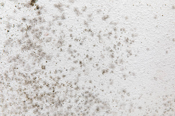 Best Black Mold Removal  in Troutdale, OR