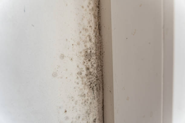 Best Water Damage & Mold Remediation  in Troutdale, OR